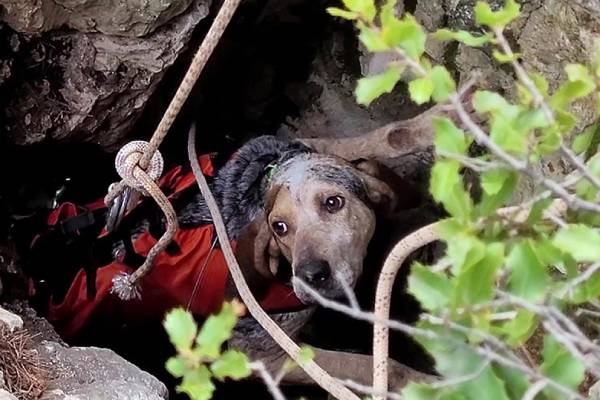 Incroyable sauvetage d'un chien piégé dans un puits