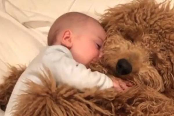 La rencontre adorable entre un enfant et un chiot qui est devenue virale